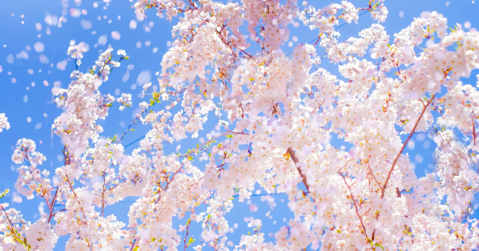 국내 벚꽃 vs 일본 벚꽃 비교, 당신의 인생 벚꽃 스팟은 어디인가요?