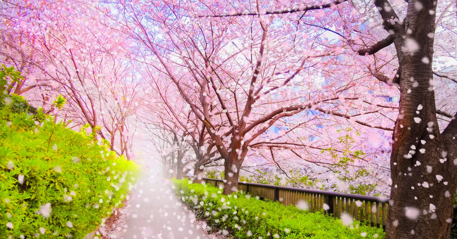 2026년 국내 벚꽃 vs 일본 벚꽃 개화 시기 차이