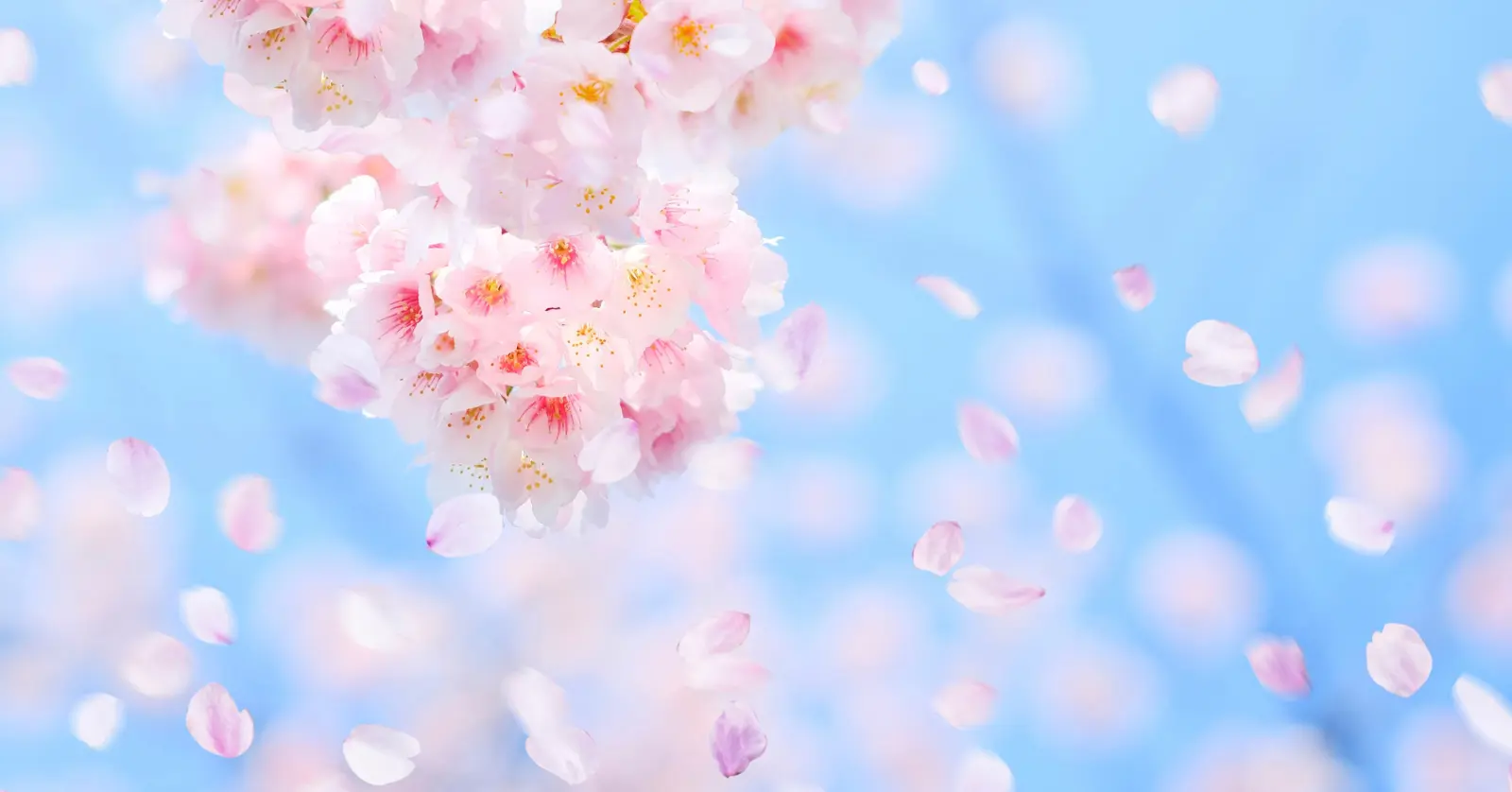 국내 벚꽃 명소의 매력, 익숙함 속의 화려함