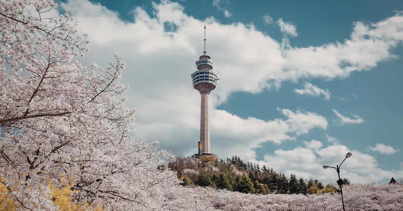 일본 벚꽃 여행의 특징, 감성과 다양성
