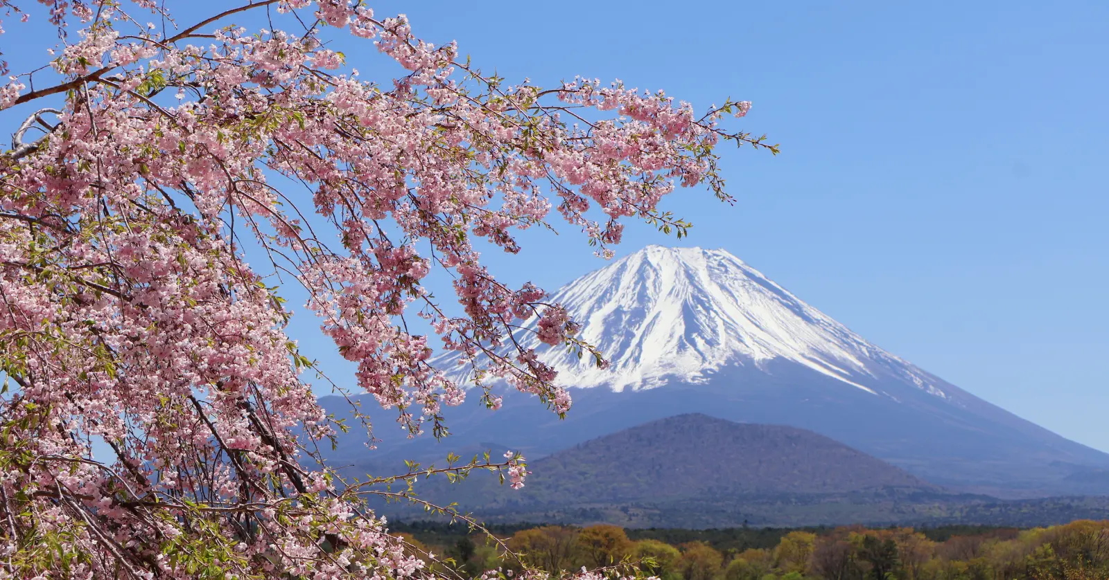 국내 벚꽃 vs 일본 벚꽃 여행 비용 실전 비교