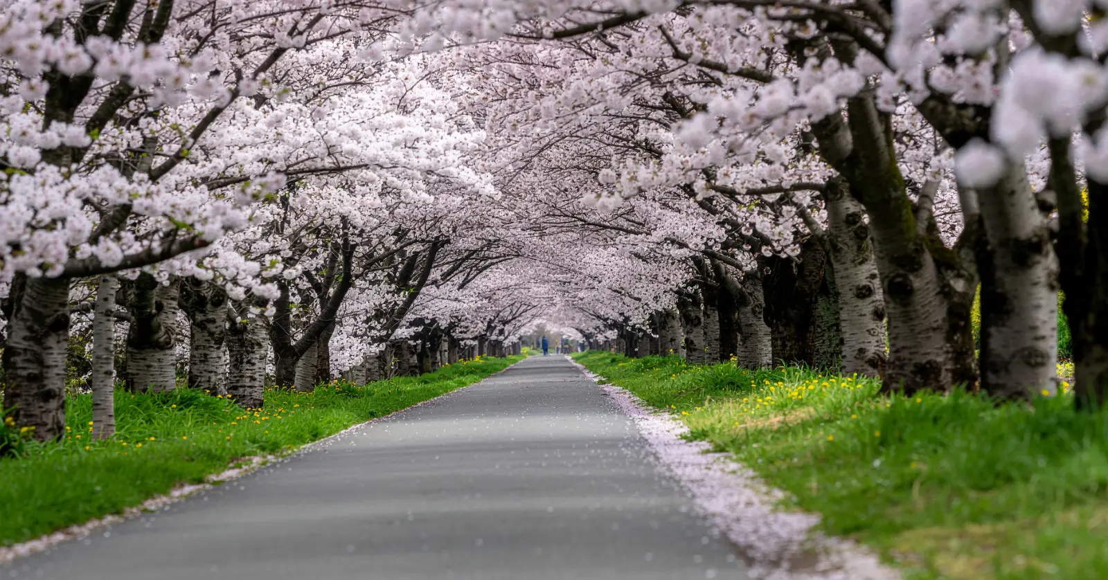 사진 찍기 좋은 스팟, 인생샷 대결
