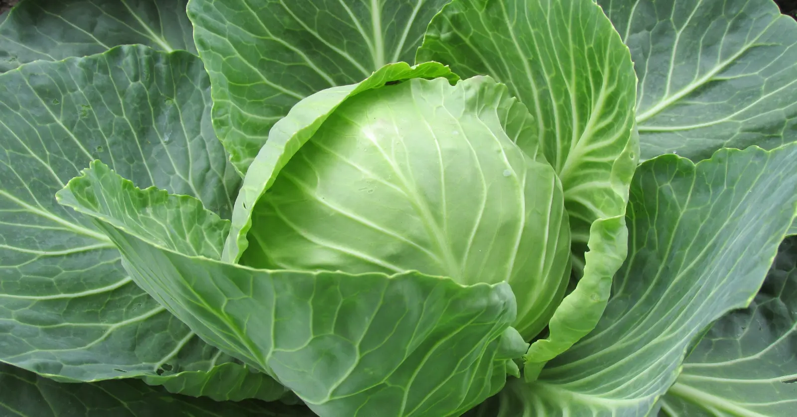 카베진 복용법 및 효능 부작용 총정리: 2026 최신 가격과 효과 극대화 팁 7가지 1 1. 카베진 알파란 무엇인가? (성분과 원리)