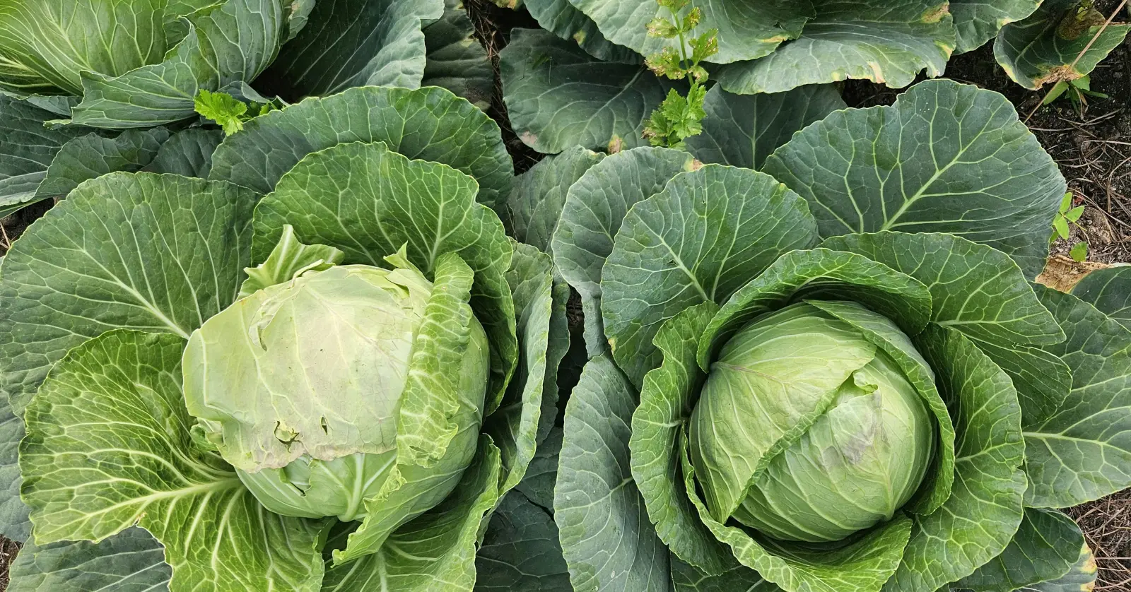 카베진 복용법 및 효능 부작용 총정리: 2026 최신 가격과 효과 극대화 팁 7가지 2 2. 2026년 최신 카베진 효능: 어떤 증상에 좋을까?